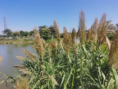 -王借岗森林公园