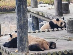 -中国大熊猫保护研究中心雅安碧峰峡基地