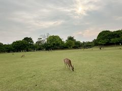 -奈良公园