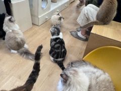 -有喵·猫咖·狗咖·30几只猫10只小狗(岗厦店)