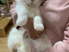 -猫和宫(六道口店)