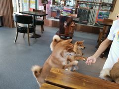 -柴源莊·柴小宠柴犬咖啡