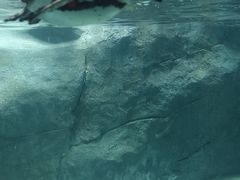 -合肥野生动物园