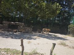 -上海野生动物园老虎餐厅