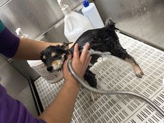 -北京观赏动物医院·24小时大型综合·猫专科·异宠专科