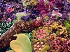 -中国科学院西双版纳热带植物园
