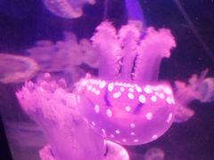 -青岛海底世界-水族馆
