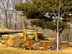 -北京野生动物园