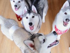 -Husky Go! 哈士奇体验馆·宠物咖啡厅狗咖