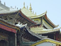 -塔尔寺-菩提树
