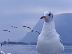 -深圳湾公园(南山区)