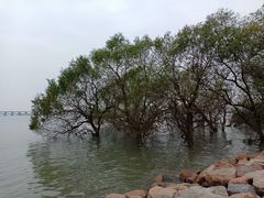 -宝安西湾红树林湿地公园