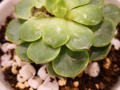 -青岛海尔洲际酒店