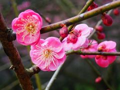 -新建村梅花