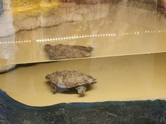 -上海大自然野生昆虫馆(东方明珠·爬宠昆虫探索中心)