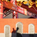 郑州周边游｜假装在京都｜一起看绝美银杏