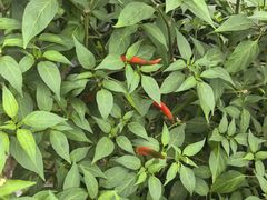 -常熟理文铂尔曼酒店