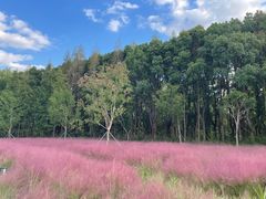 -昆山城市生态森林公园