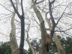 -华山儿童公园