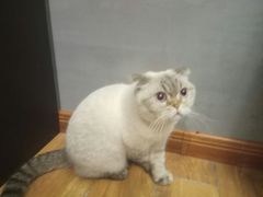 -喵园·猫主题咖啡厅·撸猫·猫咖(国贸店)