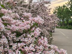 -永定河休闲森林公园