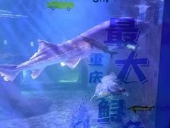 -重庆欢乐海底世界