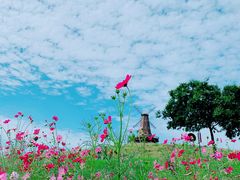 -大塘金香草谷