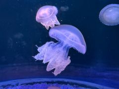 -欢乐海岸海洋奇梦馆