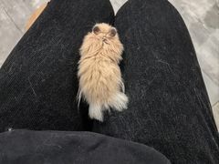 -楼上猫咖(罗湖店)