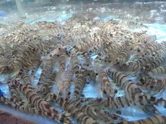 -紫阳海鲜楼·传承闽味(长乐路总店)