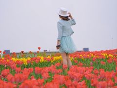 -杭州湾海上花田景区