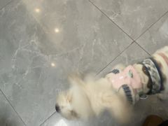 -半岛宠物医院24小时(西派城店)