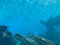 -海棠湾洲际-涛·海底餐厅·美人鱼·自助餐·海底隧道