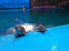 -芜湖新华联大白鲸海洋公园