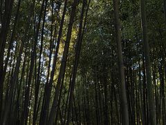 -泰山风景名胜区-普照寺