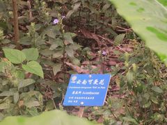 -中国科学院西双版纳热带植物园