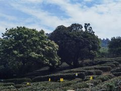 -树山生态村
