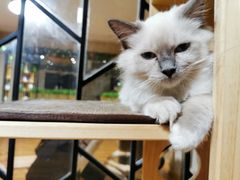 -喵屋coffee
