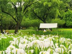 -上海共青森林公园