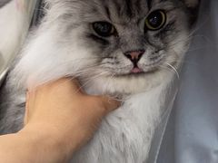 -翊宠yipet猫狗购宠庄园犬舍•猫舍