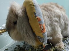 -北京观赏动物医院·24小时大型综合·猫专科·异宠专科