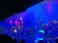 -芜湖新华联大白鲸海洋公园