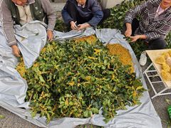 -苏州市吴中区光福窑上花果蜜饯厂