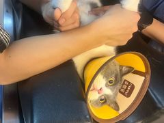 -御宝贝·A梦猫科宠物医院(国际猫友好医院)