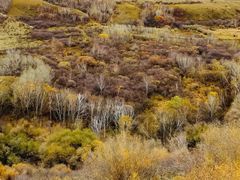 -塞罕坝国家级自然保护区