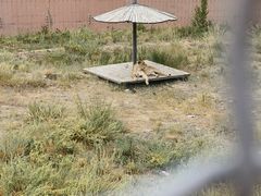 -新疆天山野生动物园