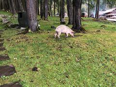 -硗碛藏寨·神木垒景区