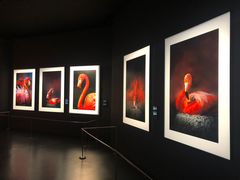 -罗红摄影艺术馆