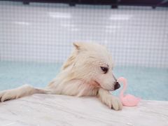 -柚子宠物(伊珊娜调理店)