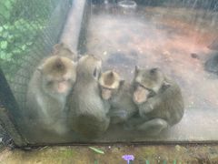 -海南热带野生动植物园